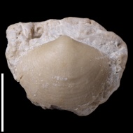 Cleiothyridina  sp.