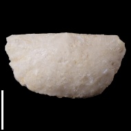 Neochonetes  sp.