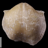Choristites  sp.