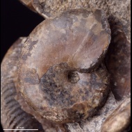Phylloceras  sp.