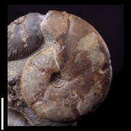 Holcophylloceras  zignodianum