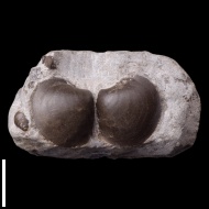 Cyprina  sp.