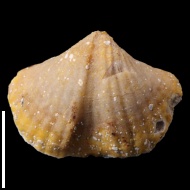 Spirifer  sp.