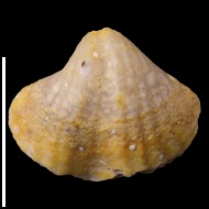 Spirifer  sp.