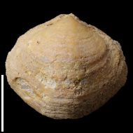 Cleiothyridina  sp.