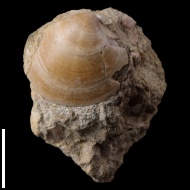 Cyprina  sp.