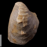Inoceramus  sp.
