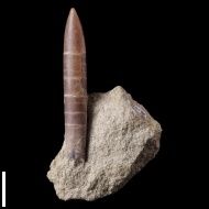 Neohibolites  sp.
