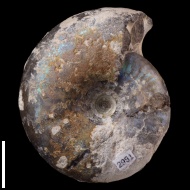 Craspedites  sp.