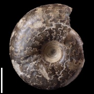 Craspedites  sp.