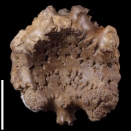 Erymnoceras  sp.