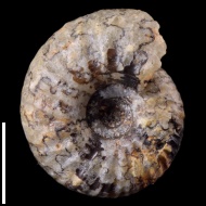 Temnoptychites  sp.