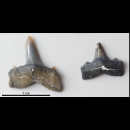 Isurolamna  sp.