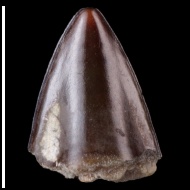 Cybium  sp.