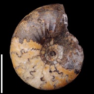 Temnoptychites  elegans