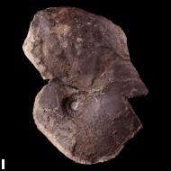 Anadesmoceras  sp.