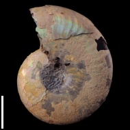 Anadesmoceras  vladimirovi