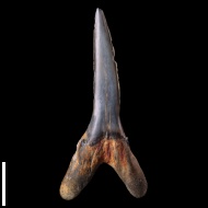 Hispidaspis  sp.