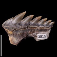Notorhynchus  kempi