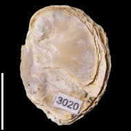 Exogyra  sp.
