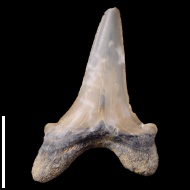 Cretoxyrhina  vraconensis