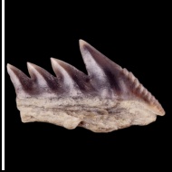 Hexanchus  sp.
