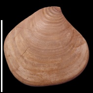 Pressastarte  trembiazensis (de Loriol, 1901) 