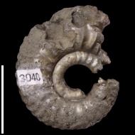 Vertumniceras  sp.