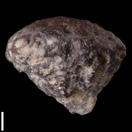 Tremabolites  sp.