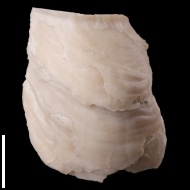 Gryphaea  sp.