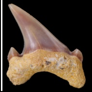Archaeolamna  sp.