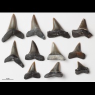 Macrorhizodus  americanus