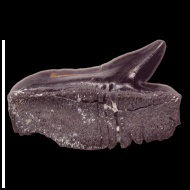 Echinorhinus  sp.