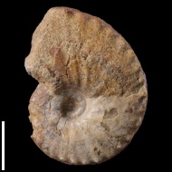 Schloenbachia  sp.