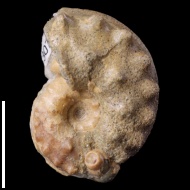 Schloenbachia  sp.