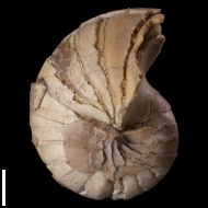 Cymatoceras  sp.