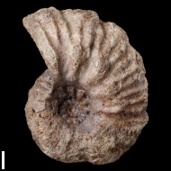 Lautihoplites  sp.