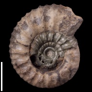 Prorasenia  sp.