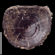 Lyrolepis  sp.