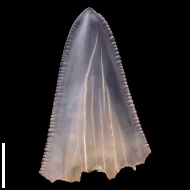 Otodus  poseidoni