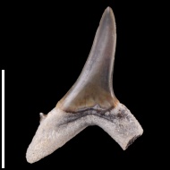 Isurolamna  bajarunasi