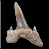 Isurolamna  bajarunasi