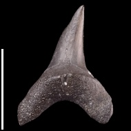Alopias  hermani