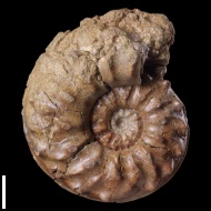Schloenbachia  sp.