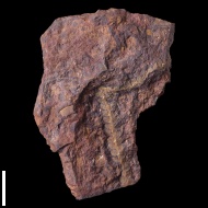 Lobifolia  sp.