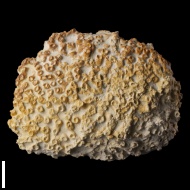 Aulopora  macrostoma