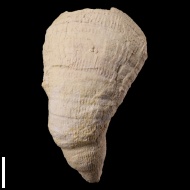 Pseudobradyphyllum  nikitini