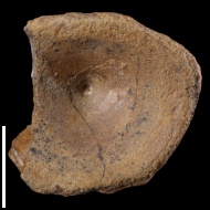 Squatina  sp.