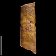 Baculites  sp.