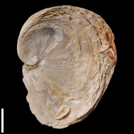 Exogyra  sp.